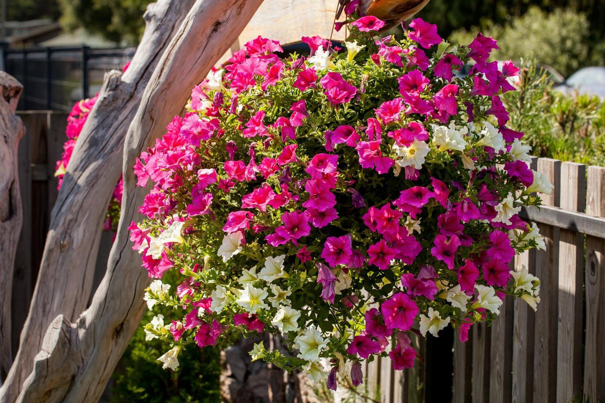 Vila Sraige Паланга Экстерьер фото